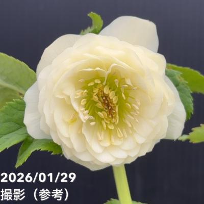 クリスマスローズ 多弁（苗） | 花、ガーデニング のおすすめ人気商品