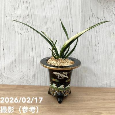 万年青鉢のおすすめ人気商品一覧 通販 - Yahoo!ショッピング