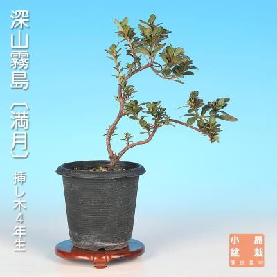 ツツジ（盆栽）｜盆栽、苔玉 | 花、ガーデニング のおすすめ人気商品