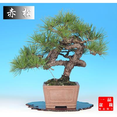 赤松盆栽のおすすめ人気商品一覧 通販 - Yahoo!ショッピング