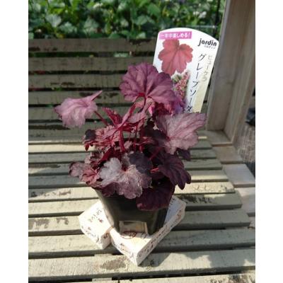 Gardener s Shop Ivy - jardin｜Yahoo!ショッピング