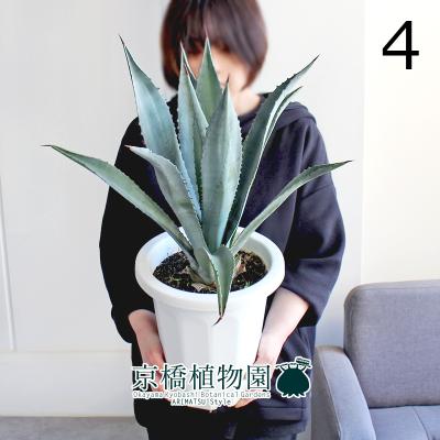 アガベ リュウゼツランのおすすめ人気商品一覧 通販 - Yahoo!ショッピング