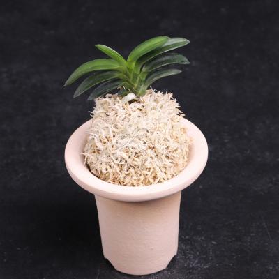 フェニックスガーデン - 富貴蘭｜Yahoo!ショッピング