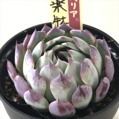 フラワーネット日本花キ流通 - おらいさん｜Yahoo!ショッピング