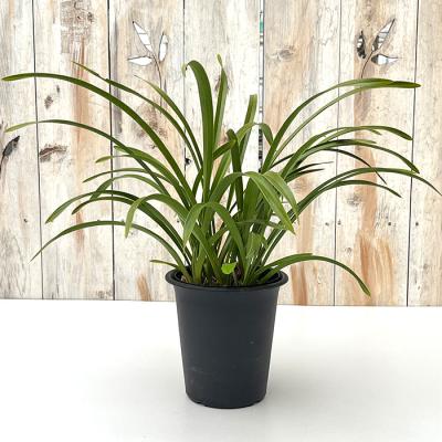 日本ミツバチ キンリョウヘンのおすすめ人気商品一覧 通販 - Yahoo