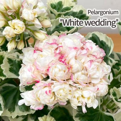 ゼラニウム 八重咲きのおすすめ人気商品一覧 通販 - Yahoo!ショッピング