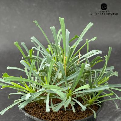 ユーフォルビア種（サボテン、多肉植物） | 花、ガーデニング の