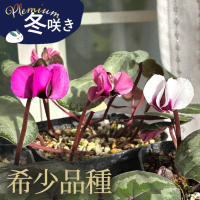 原種シクラメン 種（花、ガーデニング）のおすすめ人気商品一覧 通販