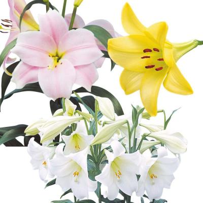 ササユリ 球根のおすすめ人気商品一覧 通販 - Yahoo!ショッピング