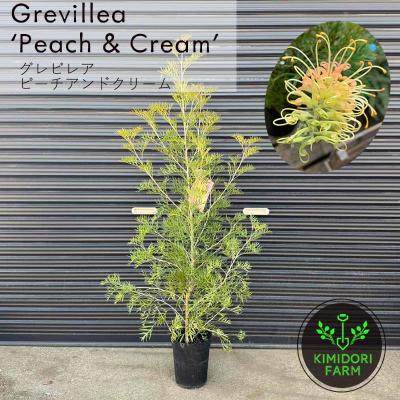 KIMIDORI FARM Yahoo!店 - オージープランツ｜Yahoo!ショッピング