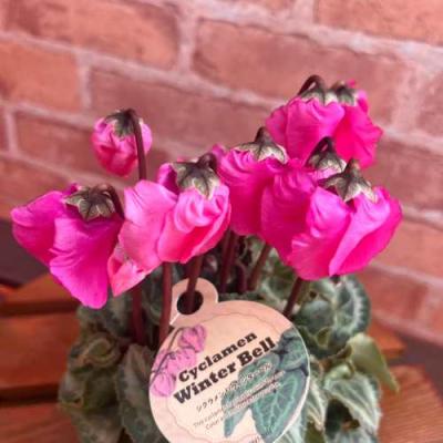 イングの森 花苗の専門店 - □シクラメン｜Yahoo!ショッピング