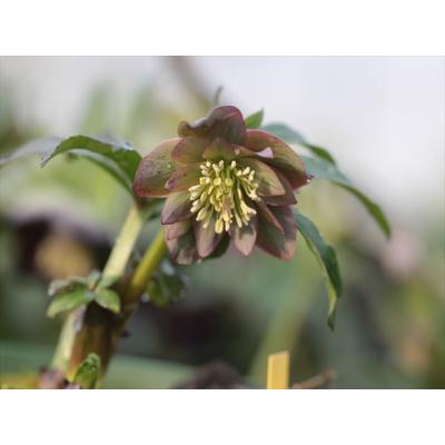 大木ナーサリー - クリスマスローズ原種苗｜Yahoo!ショッピング