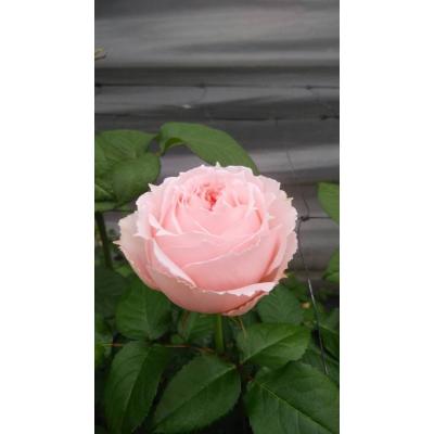 森農園ネットショップ - 19オリジナリティ溢れる育種家の切り花品種