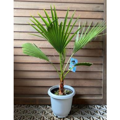 ワシントンヤシのおすすめ人気ランキングTOP100 - Yahoo!ショッピング