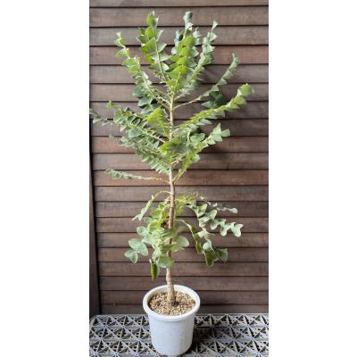 日本花卉ガーデンセンターYahoo!店 - バンクシア｜Yahoo!ショッピング