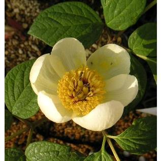 で*ん様 山野草・ホザキラン(希少種！ホザキラン) 日本花卉ガーデン