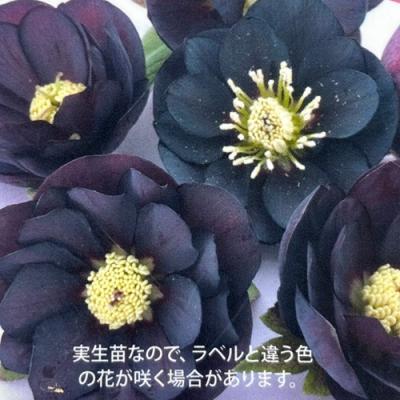 クリスマスローズ ブラックダブルのおすすめ人気商品一覧 通販 - Yahoo