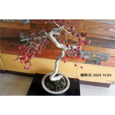 コマユミ盆栽のおすすめ人気商品一覧 通販 - Yahoo!ショッピング