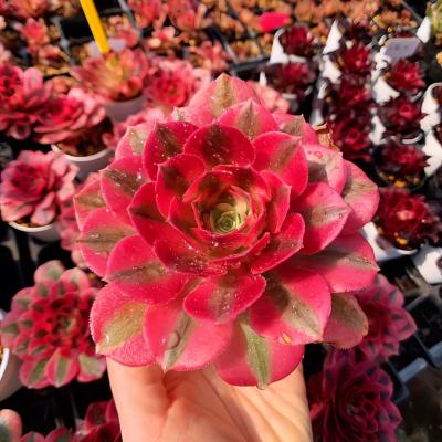 多肉専門VERVE - アエオニウム属｜Yahoo!ショッピング