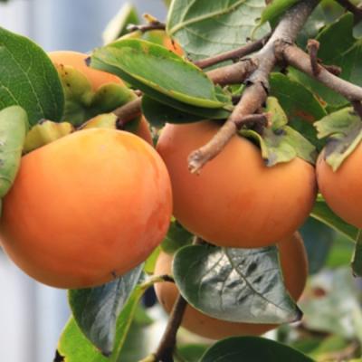 太秋柿 3年生苗木のおすすめ人気商品一覧 通販 - Yahoo!ショッピング