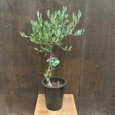 観葉植物 SOUJU（創樹）ブランド：オリーブの木*5号 ピクアル Picual