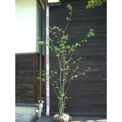 コハウチワカエデのおすすめ人気商品一覧 通販 - Yahoo!ショッピング