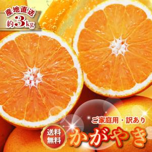 2026年3月分予約 糖度15度 愛媛産 減農薬 かがやき 贈答用 約5kg