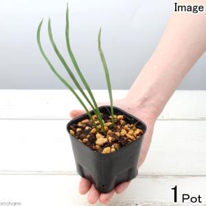 チャーム（charm） （山野草）シダ（羊歯）斑入りヒトツバ 黄金錦 3号