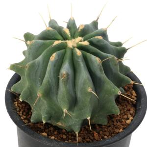 多肉植物）サボテン フェロカクタス 刺無王冠竜（トゲナシオウ