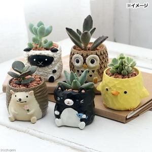 多肉植物：ガガイモ オルベア デュメリ*幅3cm : 遊恵盆栽 Yahoo!店