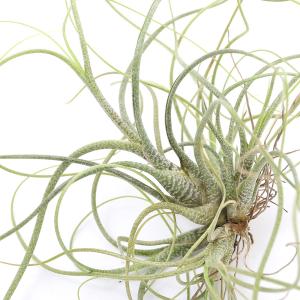 観葉植物）エアープランツの王道5種セット！（1セット