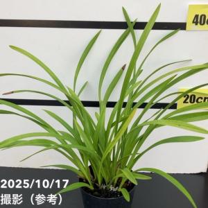 キンリョウヘン 金稜辺 花芽付き 原種系 赤花 花芽2芽 4号ポット苗 令