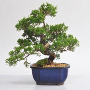 盆栽 ミニ真柏 ミニ盆栽 bonsai ぼんさい しんぱく 初心者 入門 ギフト
