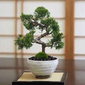 盆栽 ミニ真柏 ミニ盆栽 bonsai ぼんさい しんぱく 初心者 入門 ギフト