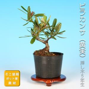 盆栽 小葉寒ぐみ グミ 茱萸 ナワシログミ 小品盆栽 ミニ盆栽 実物 雑木