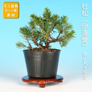 盆栽 荒皮いぼた イボタ 水蝋 小品盆栽 ミニ盆栽 盆栽素材 苗木 実物