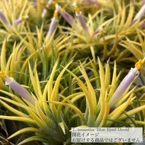 エアプランツ・チランジア・ブラキフィラ【現品】※送料無料 : 日本