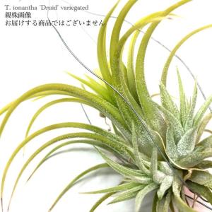 現品) チランジア イオナンタ 'メキシカンゼブラ' (No.22221) (エアー