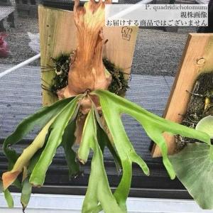 ギンカTC P.ginka TC 一点物 検/ビカクシダ Platycerium コウモリラン