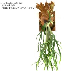 ギンカTC P.ginka TC 一点物 検/ビカクシダ Platycerium コウモリラン