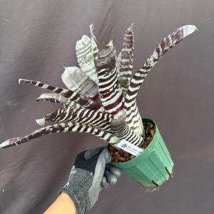 現品) ビルベルギア 'バニスファクター' (No.62589) (観葉植物