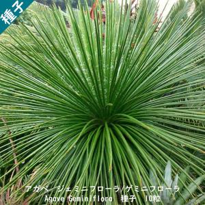 観葉植物 種子 種 Dracaena Dracoドラセナ ドラコ 長寿の木 竜血樹