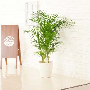 観葉植物 本物 アレカヤシ 10号鉢 白陶器鉢カバー付き セット