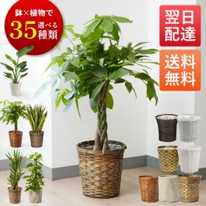 おしゃれ 観葉植物：オリーブの木 ピクアル 8号*現品8 SOUJU 創樹 そう