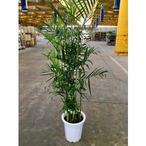 シュロチク 8号 シュロ竹 観葉植物 棕櫚竹 鉢植え 販売 苗 苗木 送料