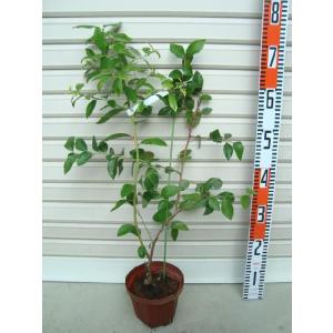 チャンドラー】 接木苗 ノーザンハイブッシュ系・ブルーベリー [果樹