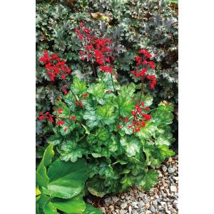 2026年2月】ヒューケラ品種のおすすめ人気ランキング - Yahoo!ショッピング