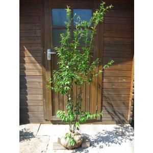 ハイノキ 5本株立ち 約1.7m 現品発送 特大植木苗木 灰の木 常緑樹