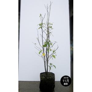 クロモジ （黒文字） 根巻き苗 : 苗木部 花ひろばオンライン - 通販
