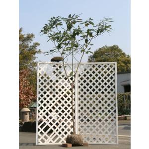 シマトネリコ 10本株立ち 約2.1m 現品発送 豪華株 特大株 植木苗木大苗